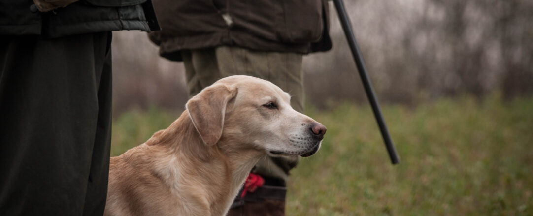 Working labrador retriever Male hunters with Labrador work dog