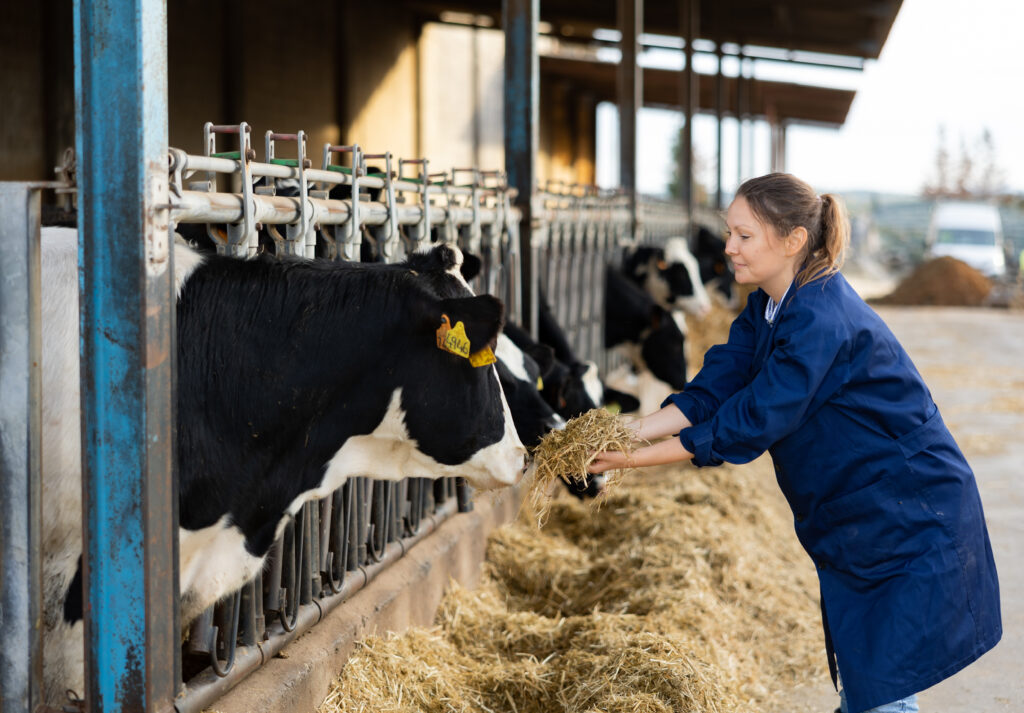 Female dairy farm worker feeding cows in a stall at dairy farm